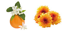 ORANGE BLOSSOM CHRYSANTHEMUM&HONEY